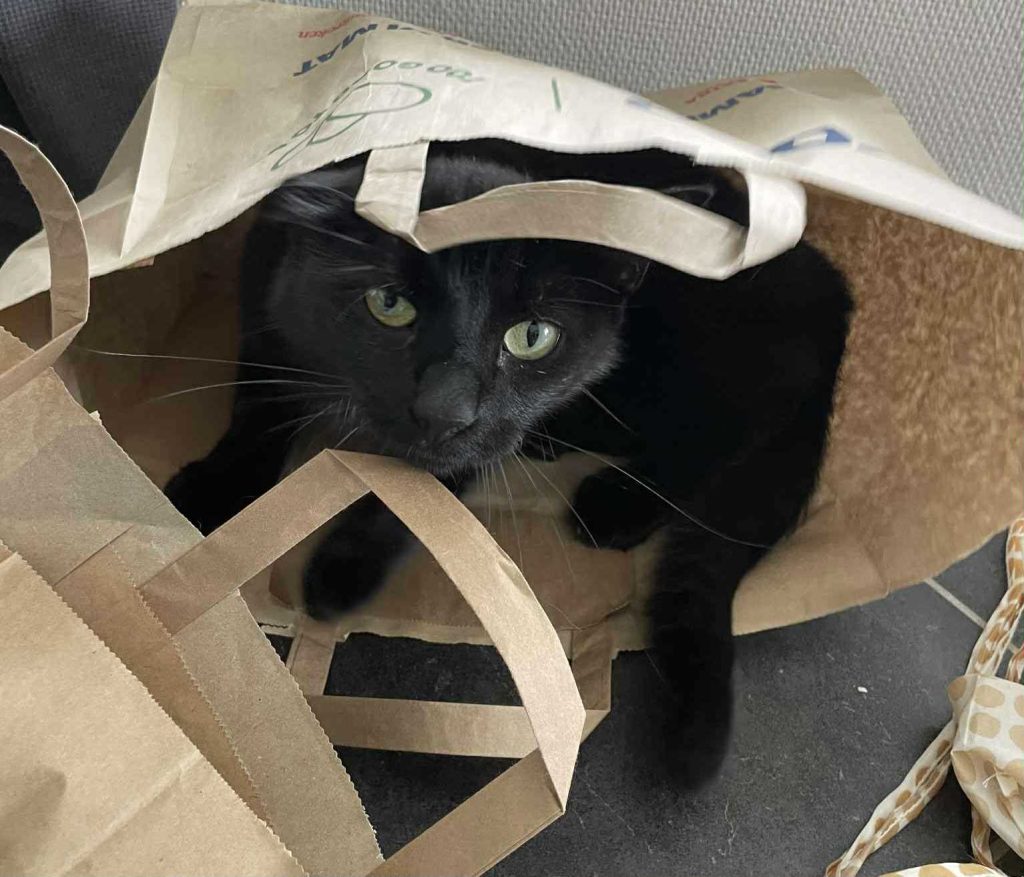 Sort katt i en papirpose