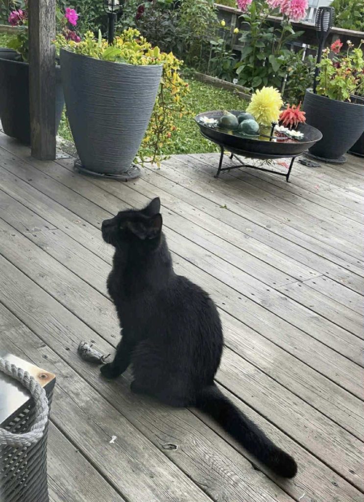 Sort katt på terrasse