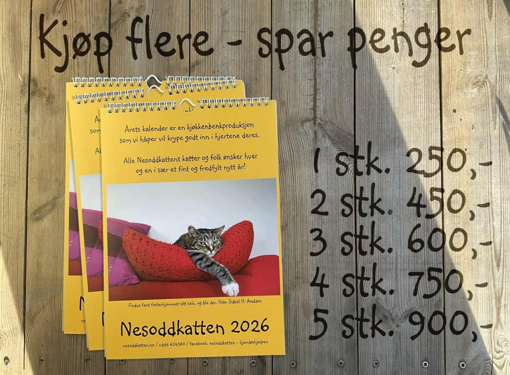 bilde av forside på kattekalender 2026