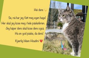 Katten Houdini ute i hagen sin