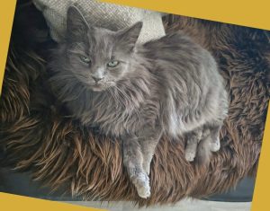 Grå katt på saueskinnsfell