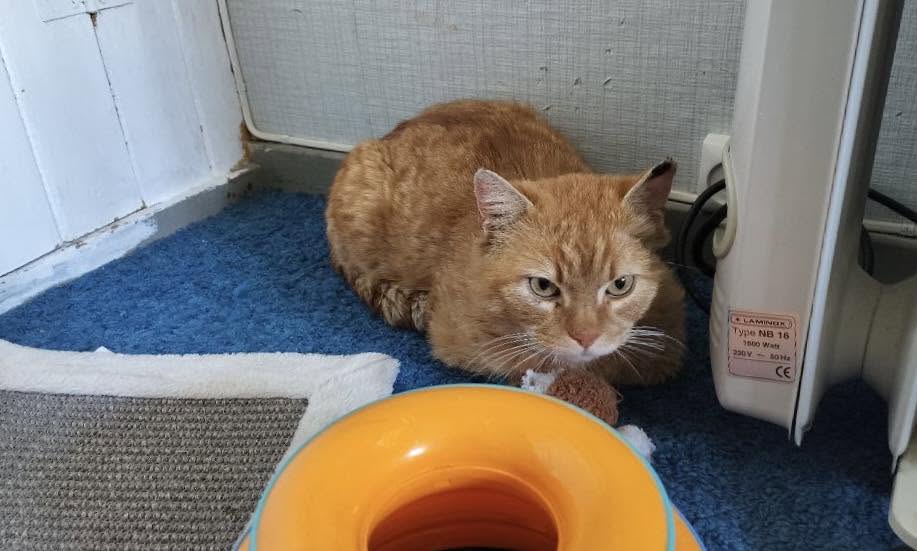 Rødpus ligger på gulvet i sitt nye rom