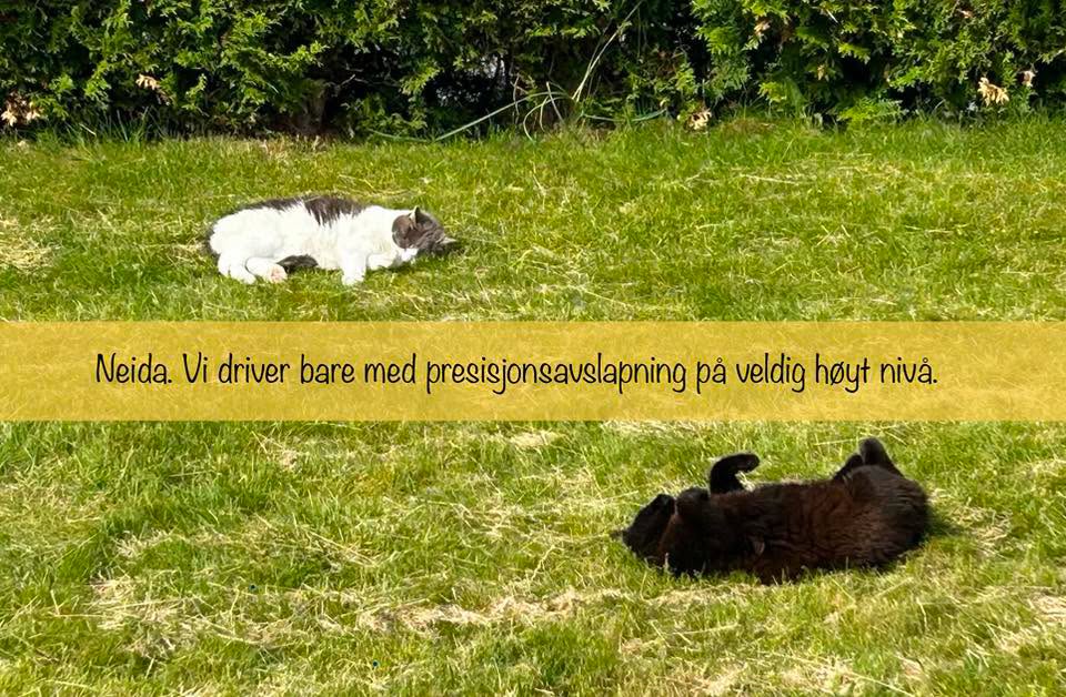 Kattene på plenen slapper godt av