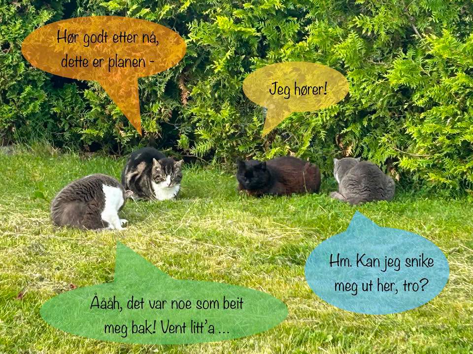 4 katter på plenen som liksom deltar i et møte
