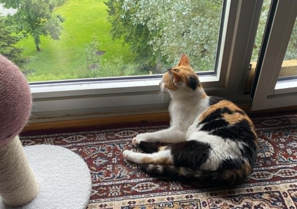 Katten Ninja ligger foran vinduet og ser ut