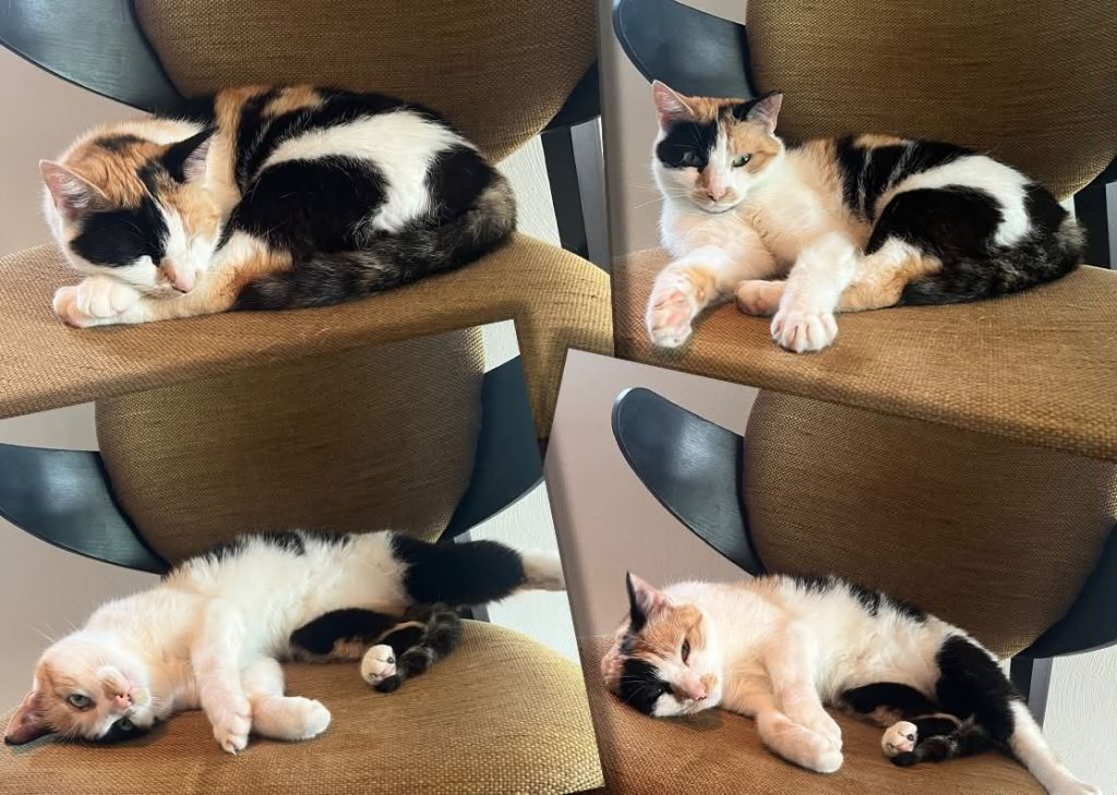 Bilde collage katten Ninja