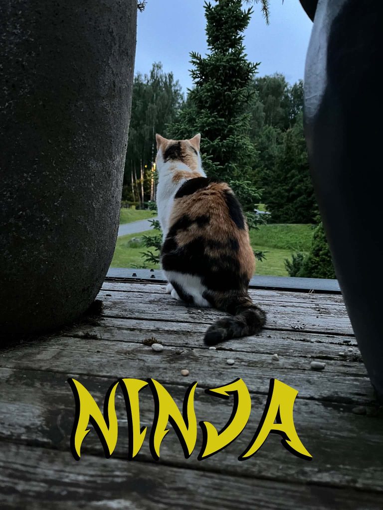 Trikolorkatten Ninja