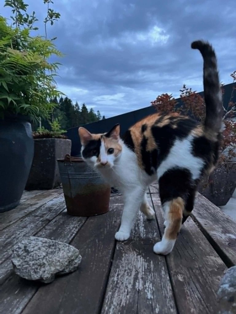 Katten Ninja