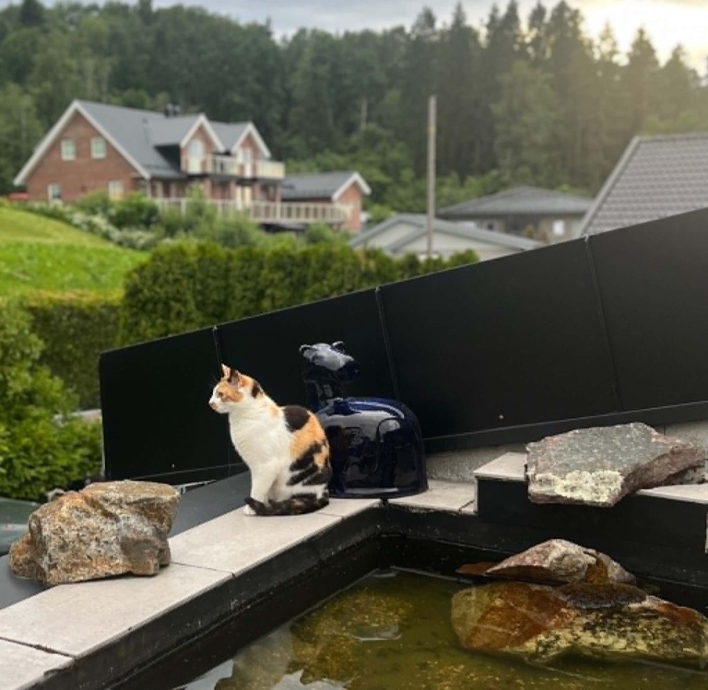 Katten Ninja ute