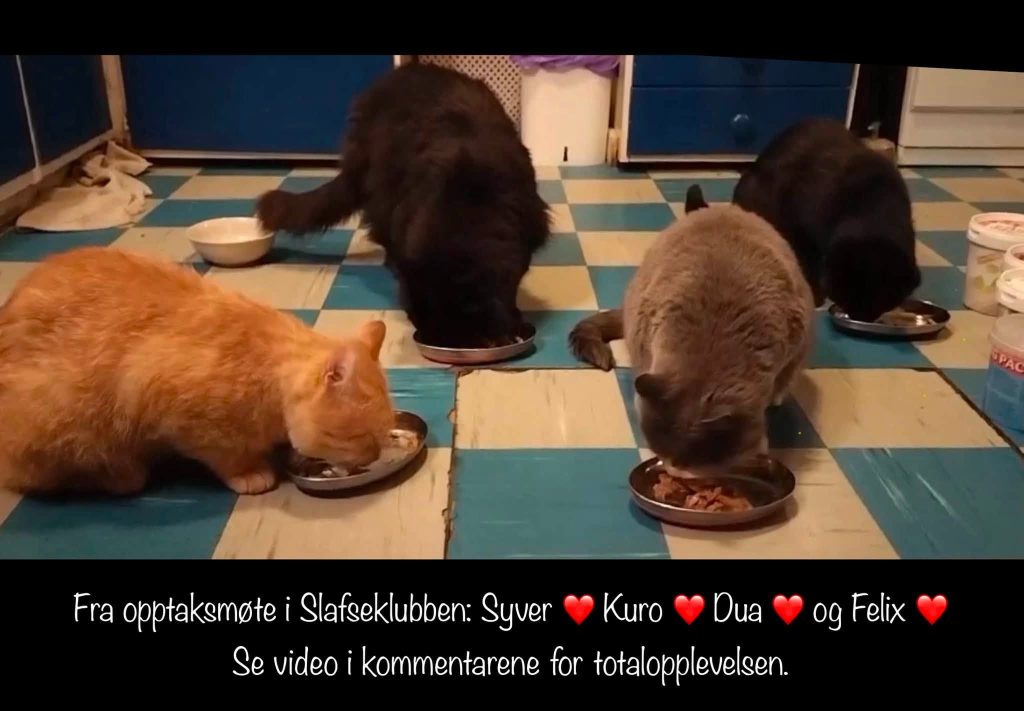4 katter som spiser sammen av hver sin skål