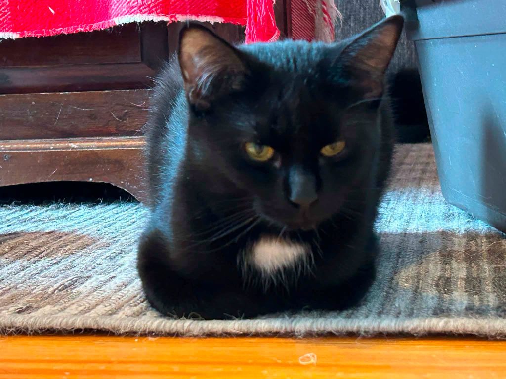 Katten Netti liggende på gulvet
