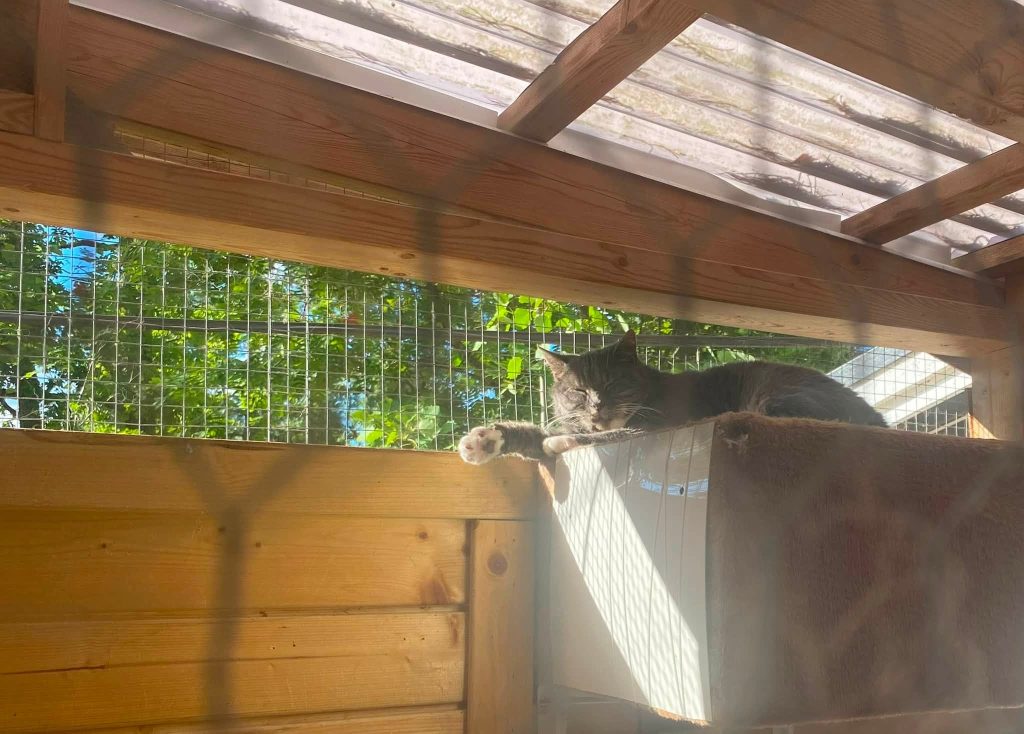 Katten Mia