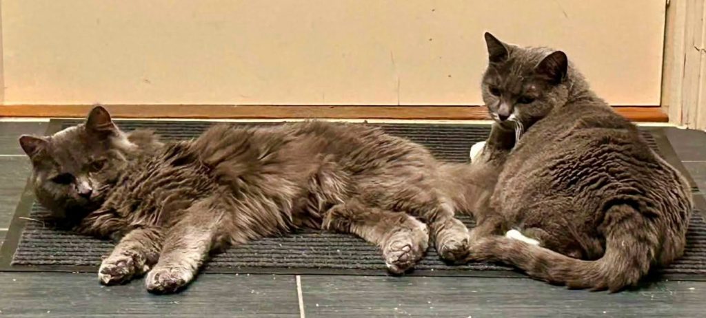 Katten Una ligger på gulvet med stesønnen sin
