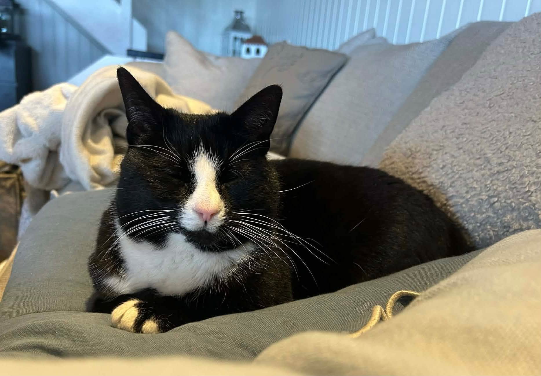 Doris på sofaen igjen