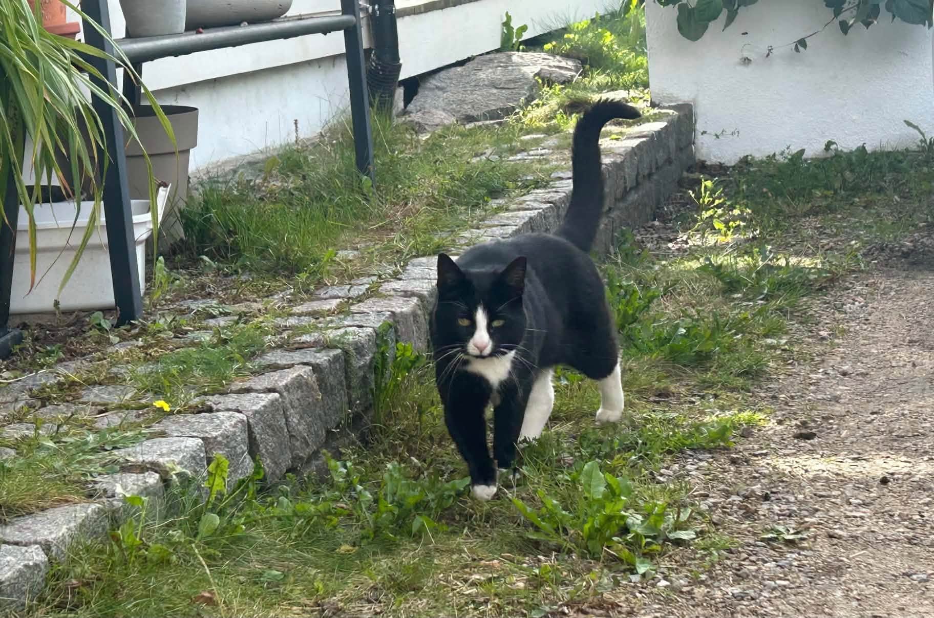 Den sorte og hvite katten Doris rusler ute