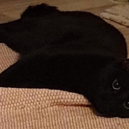 Black2