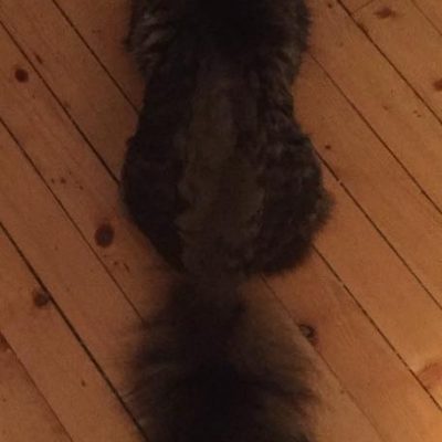 Hmm. Er Jackson en katt med en veldig flott hale, eller er han en veldig flott hale med en katt?