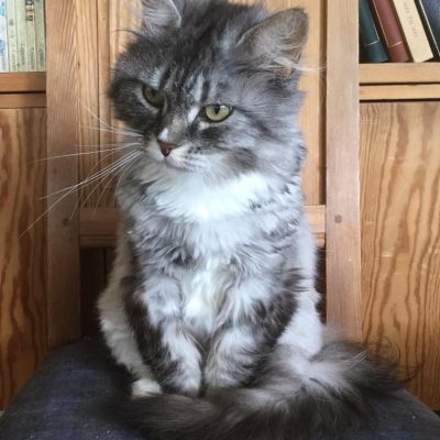 Sirikit ❤️ er ledig for adopsjon.