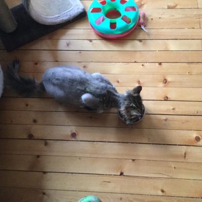 Brage ❤️ vil ha matro, og holder litt avstand til de andre.