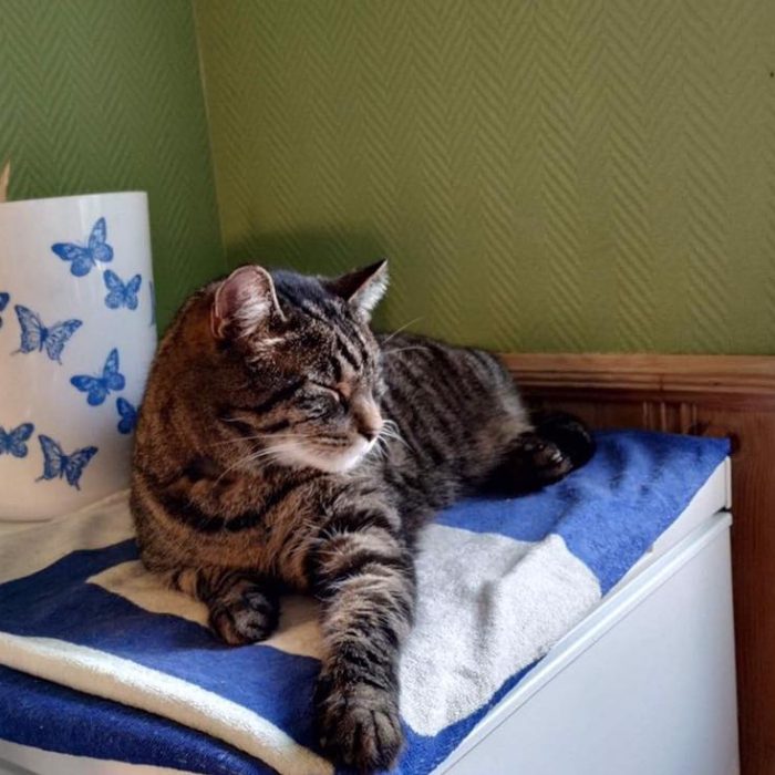 tassen31.03. Tassen ❤️ Kongen av kjøkkenet, her på frysebokstronen.