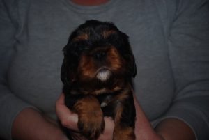 det här är AnnaBell