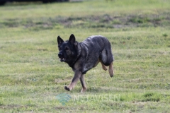 Dansk Politihundeforening - Danmarksmesterskaber 29.09.2018