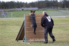 Dansk Politihundeforening - Danmarksmesterskaber 29.09.2018