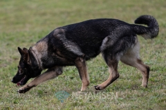 Dansk Politihundeforening - Danmarksmesterskaber 29.09.2018