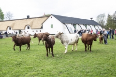 Forårsdag på Karensminde - køerne bliver lukket ud - 29.04.2018