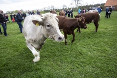 Forårsdag på Karensminde - køerne bliver lukket ud - 29.04.2018