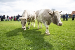 Forårsdag på Karensminde - køerne bliver lukket ud - 29.04.2018