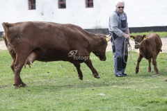 Forårsdag på Karensminde - køerne bliver lukket ud - 29.04.2018