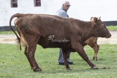 Forårsdag på Karensminde - køerne bliver lukket ud - 29.04.2018