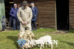 Hans Peter Festersen gør klar til at klippe et får - lammet er meget nysgerrig - Foto: René Lind Gammelmark