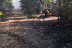 Brand i Lundgård Plantage mellem Donslund og Stenderup