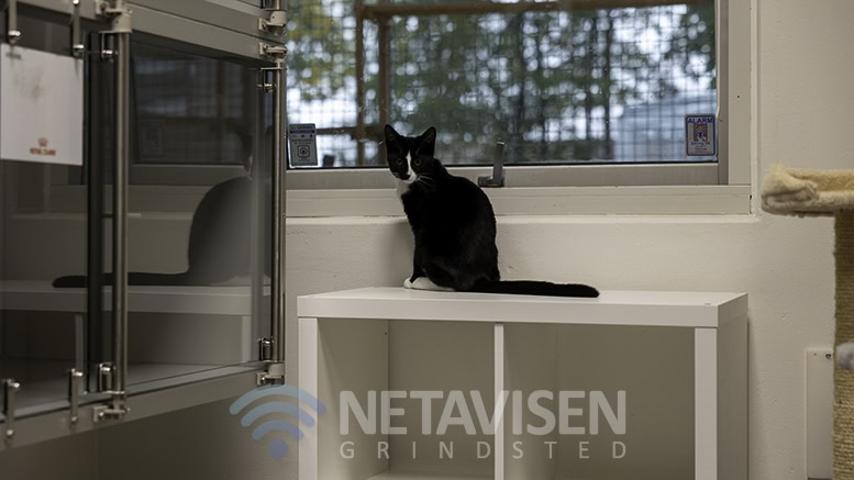 Kattens Værn's Internat i Billund