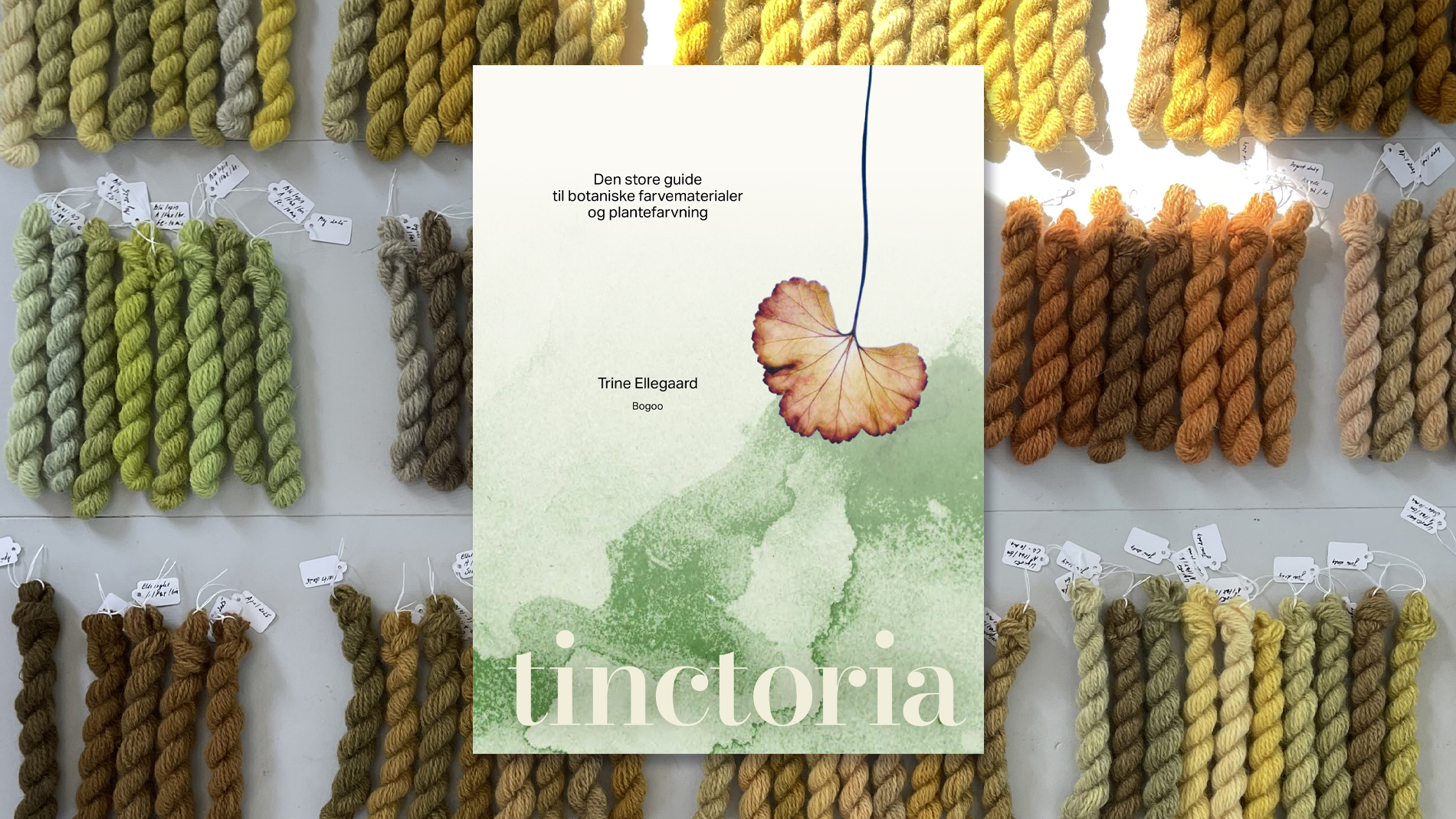 Tinctoria