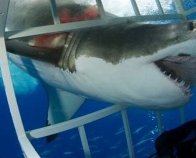 Encounter with shark