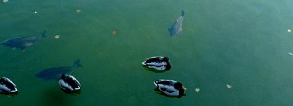 Karpfen und Enten