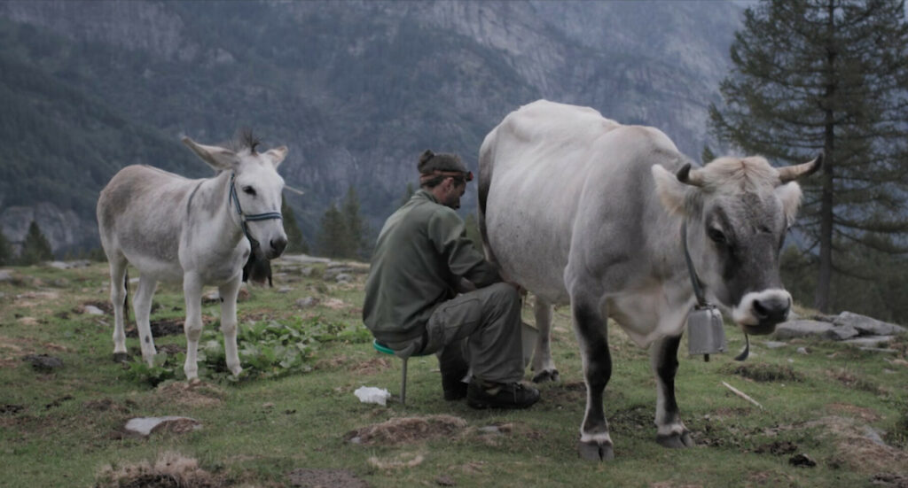 Al Trento Film Festival… Anche Stanotte le Mucche Danzeranno sul Tetto!