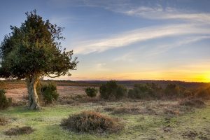 A Starburst of sunlight at Bratley View in the New Forest National Park in Hampshire