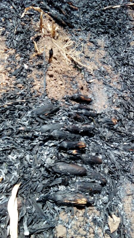 शार्टसर्किट से लगी आग में किसान की फसल और खेती की सामग्री जलकर राख, 3 लाख से अधिक के नुकसान का अनुमान | New India Times