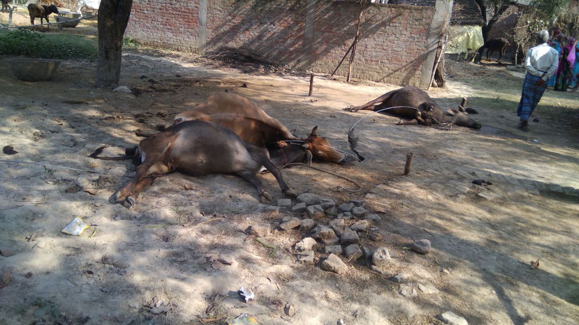 हाईटेंशन बिजली तार की चपेट में आने से दो गायों व एक भैंस की मौत | New India Times
