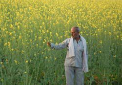 सरसों और प्याज की खेती में अव्वल हैं भिंड जिले के किसान | New India Times