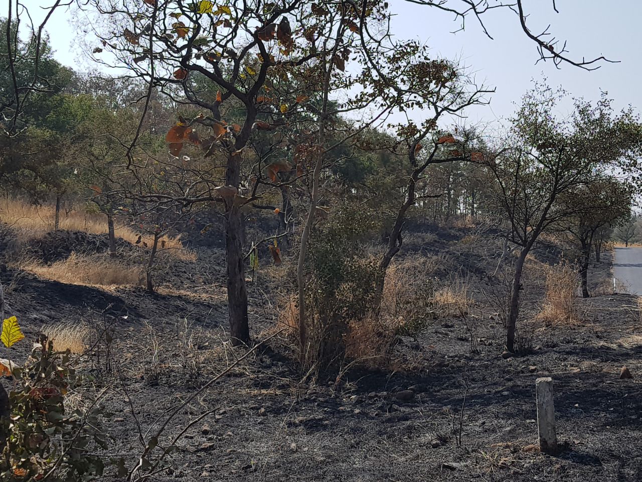 ज्ञानगंगा अभयारण्य जंगल में लगी आग, 20 हेक्टेयर जंगल जलकर राख | New India Times