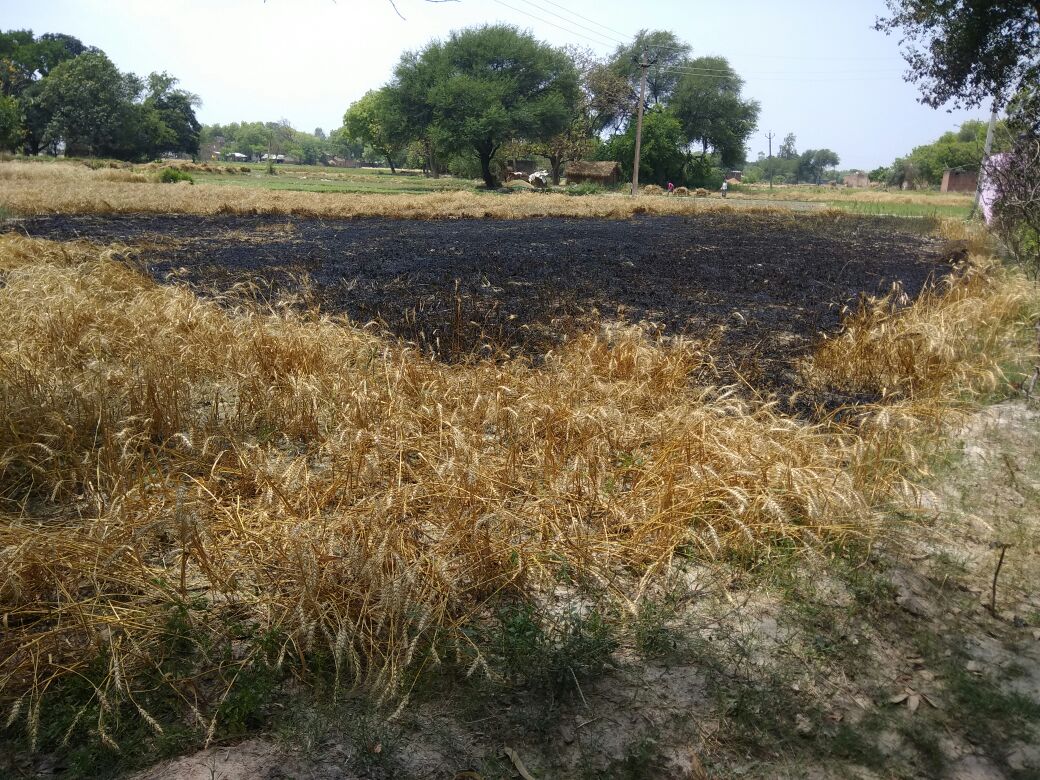 विकलांग किसान के खेत में लगी आग, फसल जलकर राख | New India Times