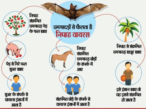 मध्यप्रदेश में भी 'निपाह' वायरस को लेकर जारी हुआ रेड अलर्ट | New India Times