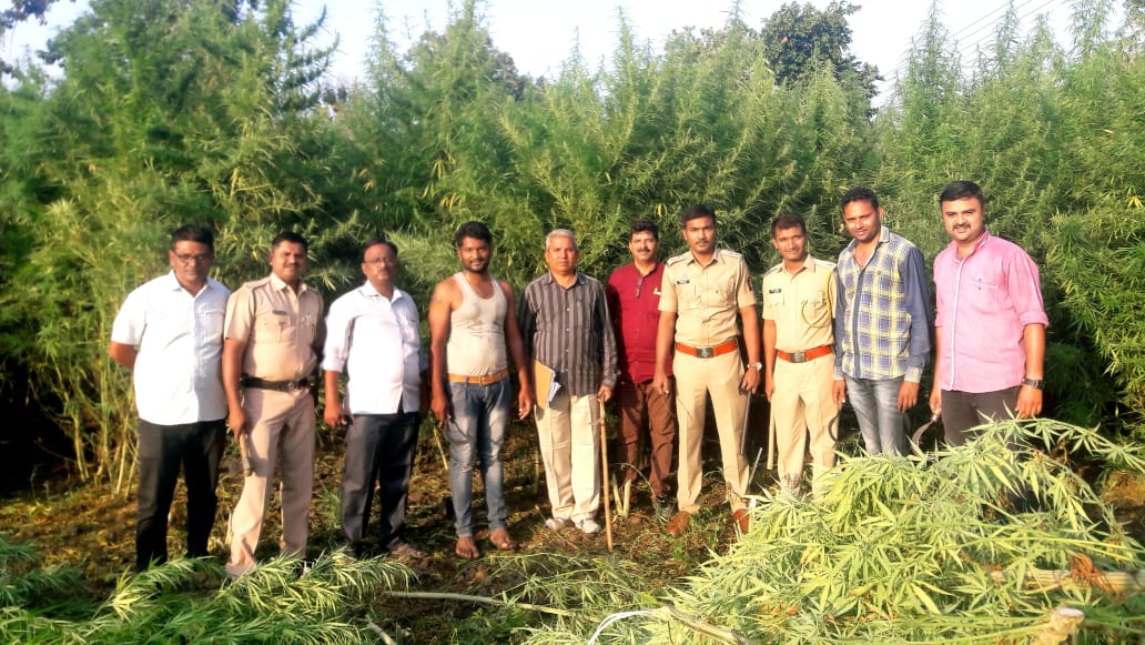 शिरपुर तहसील क्षेत्र में अवैध गांजे की खेती उजागर कर पुलिस ने किया एक करोड़ दो लाख रुपये का गांजा बरामद | New India Times