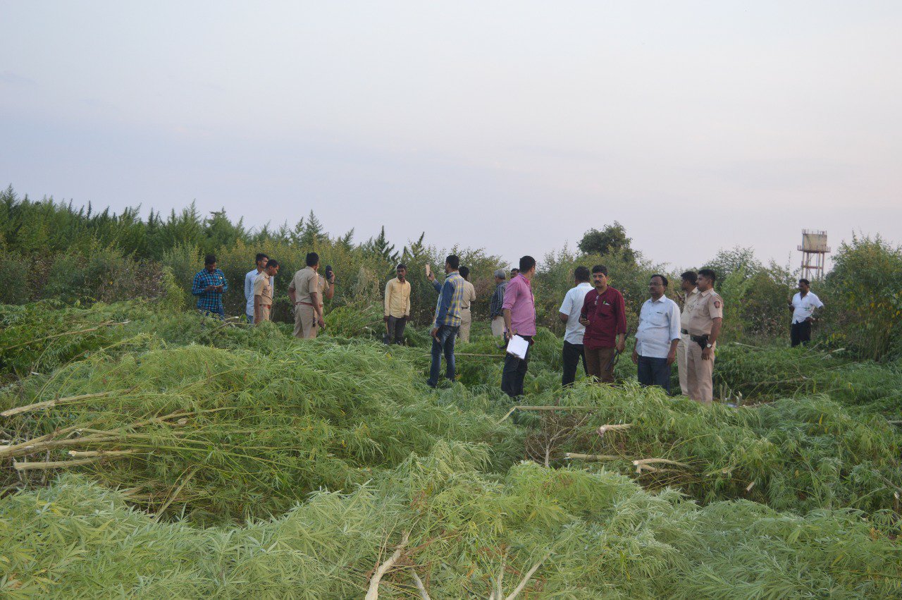 शिरपुर तहसील क्षेत्र में अवैध गांजे की खेती उजागर कर पुलिस ने किया एक करोड़ दो लाख रुपये का गांजा बरामद | New India Times