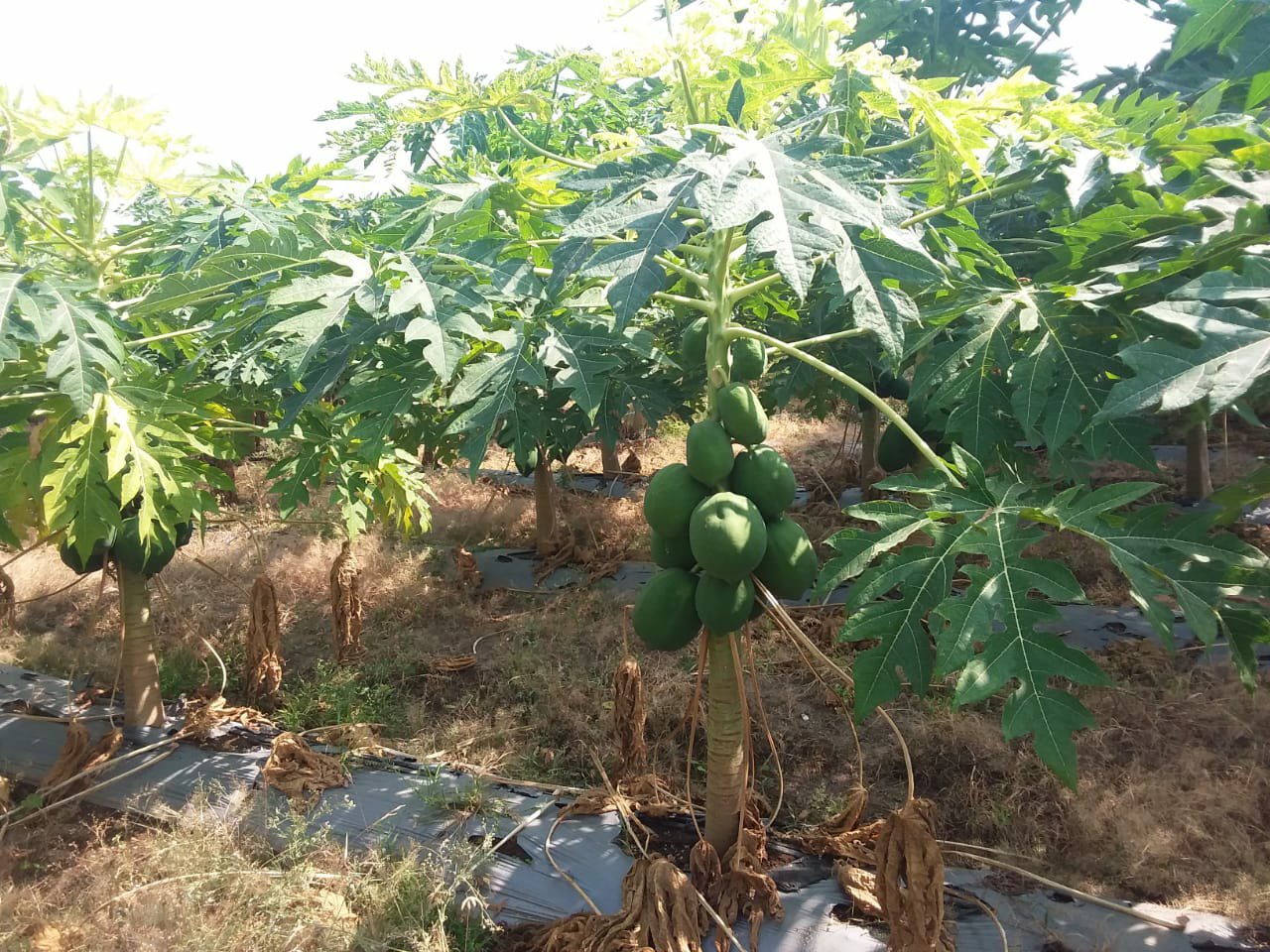 जलयुक्त शिवार योजना बनी वरदान, सूखे में भी लहराने लगी फसलें, खिल उठे किसानों के चेहरे | New India Times